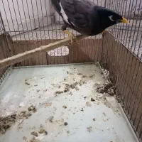 مینا با قفس|پرنده|شاهرود, |دیوار