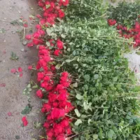 گل رز|گل و گیاه طبیعی|تهران, شهرک فردوس (حسینی)|دیوار