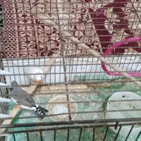 فنج|پرنده|خمین, |دیوار