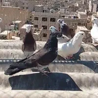 کبوترغریبگیری پرشی