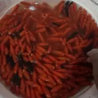 ماهی قرمز عید|ماهی|تربت‌حیدریه, باغ سلطانی|دیوار