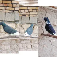 پرنده کفتر