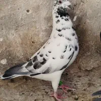 پرنده پلاکی گوره