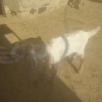 بزغاله شیری