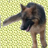 ژرمن بلک|سگ|بم, |دیوار