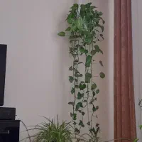 مکرومه|صنایع دستی و سایر لوازم تزئینی|اهواز, کوی باهنر|دیوار