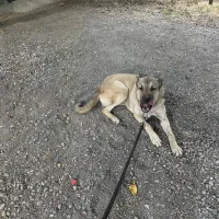 کانگال (میکسد)