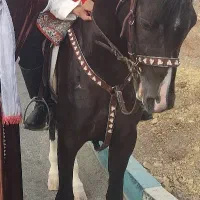 نریان سواری دار نقد و اقساط