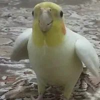 فروش عروس هلندی مینا و طوطی برزیلی