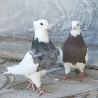 طوقی سرور|پرنده|مروست, |دیوار