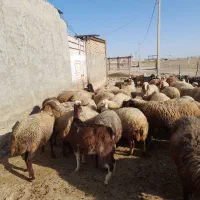 60راس میش آبستن سنگین با ۳۰تا بز جوان|حیوانات مزرعه|کوهدشت, |دیوار