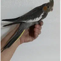 عروس هلندی گمشده