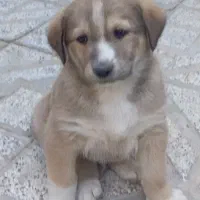 توله نر خراسانی|سگ|جوین, |دیوار