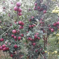 نهالستان جوتیار|خدمات باغبانی و درختکاری|میاندوآب, |دیوار