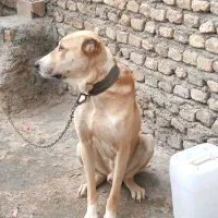 سگ یک ساله افغانی نسل دار