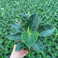 نیرو کار مرد ایرانی برای گلخانه نیازمندیم