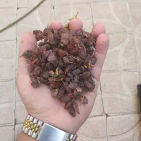 کشمش ضایعات شیره ای درجه یک|خوردنی و آشامیدنی|مشگین شهر, |دیوار