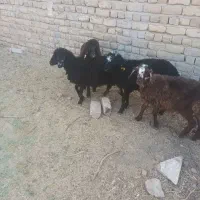 برع|حیوانات مزرعه|ساوه, |دیوار