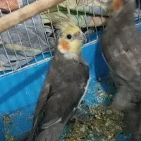 خریدار عروس هلندی هستم