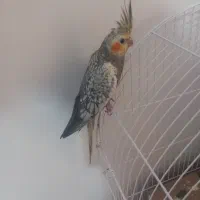 عروس هلندی نر