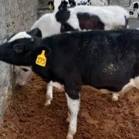 سیمینتال فروشی|حیوانات مزرعه|ساروق, |دیوار