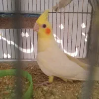 طوطی عروس و مرغ عشق انگلیسی