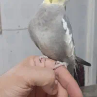 عروس هلندی سخنگو