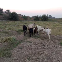 بز ۷ماده ویکی فحل