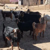 بزداشت|حیوانات مزرعه|کوهدشت, |دیوار