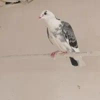 کبوتر