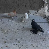 کبوتر پاپر