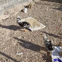 فروش جوجه  وبالغ  مرغ وخروس گلین ومحلی|حیوانات مزرعه|آباده, |دیوار