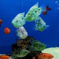 ماهی ردلاین|ماهی|اهواز, پادادشهر|دیوار