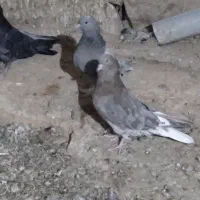 کبوتر پر|پرنده|لاران, |دیوار