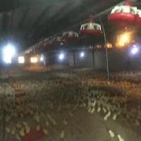 فروش مرغداری مجهزباتمام امکانات|فروش دفتر صنعتی، کشاورزی، تجاری|خرم‌آباد, |دیوار