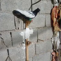 کبوتر سینه ای|پرنده|اهرم, |دیوار