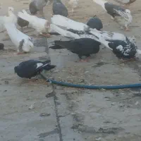 کبوتر|پرنده|جونقان, |دیوار