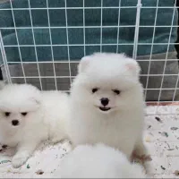 سگ مینیاتوری پامرانین خرسی نیکاپ و نژادهای ریز