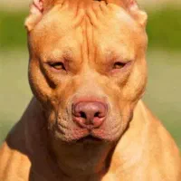 سگ پیدا شده برازجان