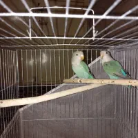 کوتوله|پرنده|بیرجند, |دیوار