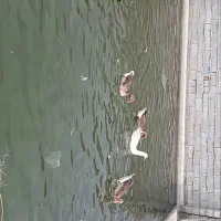 غازو اردک اسرائیل