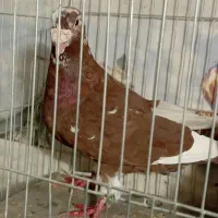 کبوت نرمادگلی پلنگ گردن کلفت