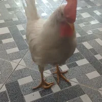 خروس