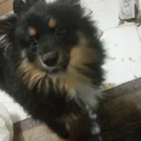 سگ پامر شکاری