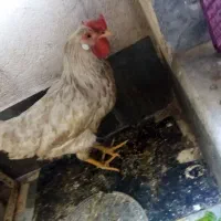 مرغ تخم گذار