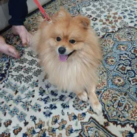 پامرانین نر(زیر قیمت)|سگ|بندر انزلی, ژاندارمری|دیوار