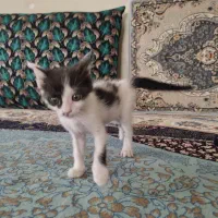 واگذاری گربه دوسه ماهه