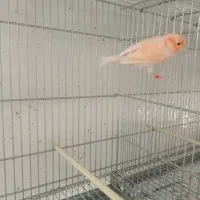 تعدادی قناری برفکی و سرخ سلامت|پرنده|تهران, شارق|دیوار