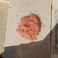 بذر‌گندم‌آبی‌مادرپیش‌گام‌