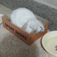 خرگوش لپی هلندی